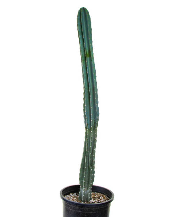 Peruvian Apple Cactus Plant - Image 3