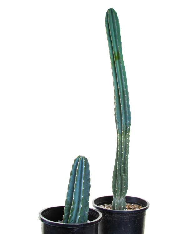 Peruvian Apple Cactus Plant - Image 5