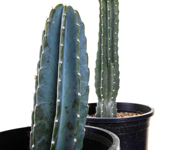 Peruvian Apple Cactus Plant - Image 4