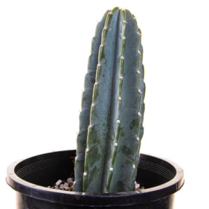 Peruvian Apple Cactus Plant