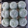 Buy Peyote Buttons