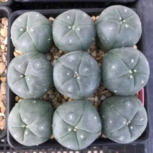 Buy Peyote Buttons