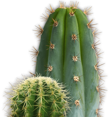 Saguaro Cactus Photos