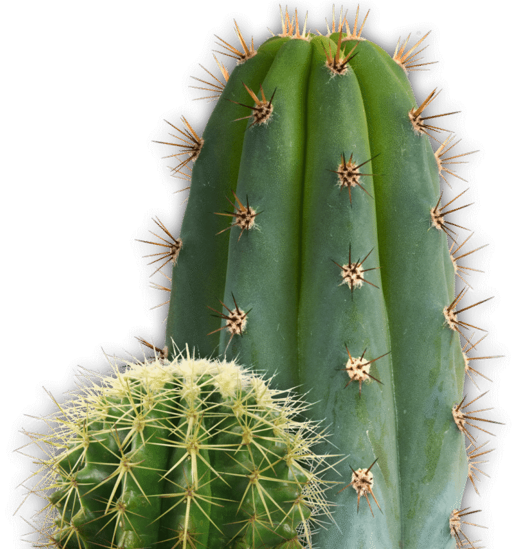 Saguaro Cactus Photos