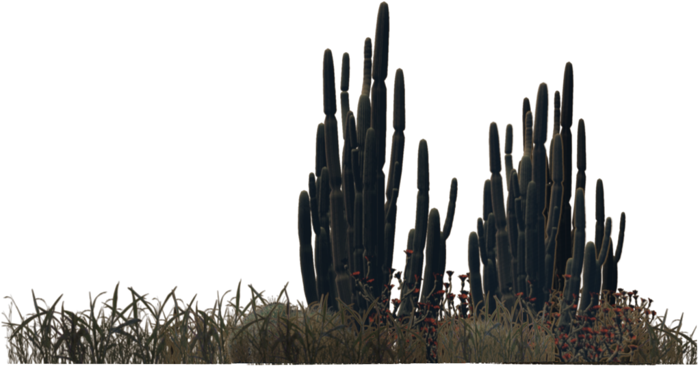 Saguaro Cactus Photos
