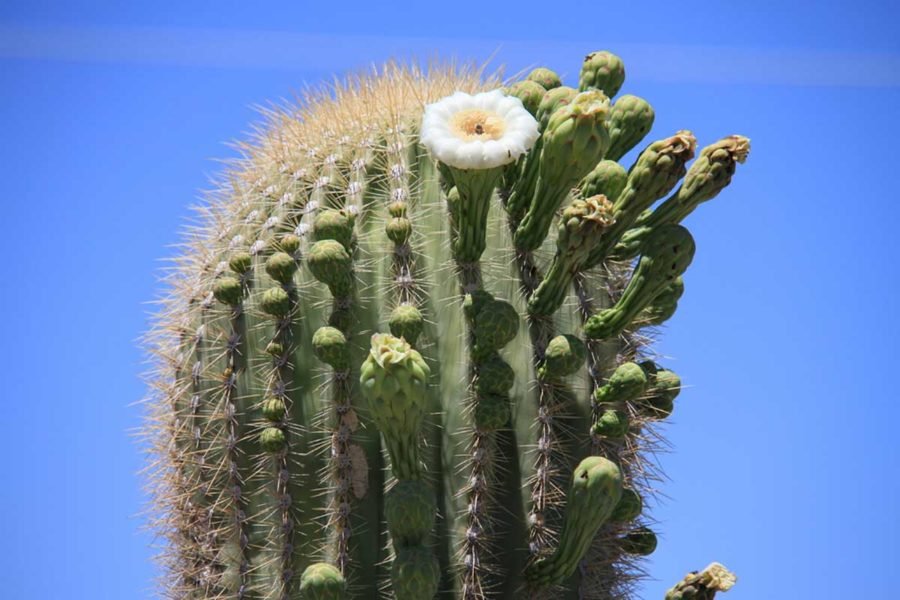 Are There Saguaro Cactus in New Mexico