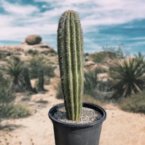 buy saguaro cactus