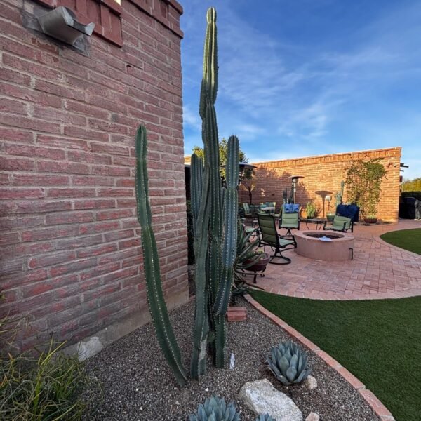 Peruvian Apple Cactus Plant - Image 6