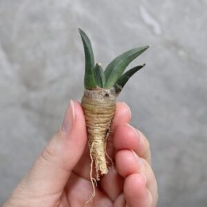 Ariocarpus Retusus Seedling