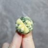 Astrophytum asterias variegated