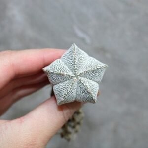Astrophytum Myriostigma 'ONZUKA' Seedling No.1