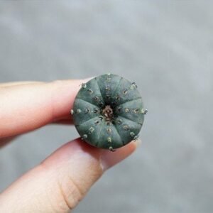 Frailea Asterioides Seedling
