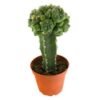 GRAFTED PEYOTE (LOPHOPHORA WILLIAMSII)