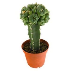 GRAFTED PEYOTE (LOPHOPHORA WILLIAMSII)