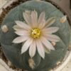 L. Diffusa var. Fricii Forma Albiflora