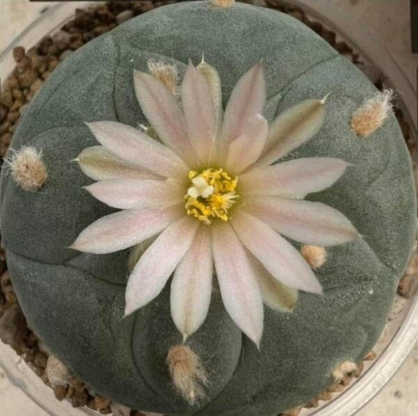 L. Diffusa var. Fricii Forma Albiflora