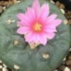 L. Fricii San Pedro