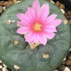 L. Fricii San Pedro