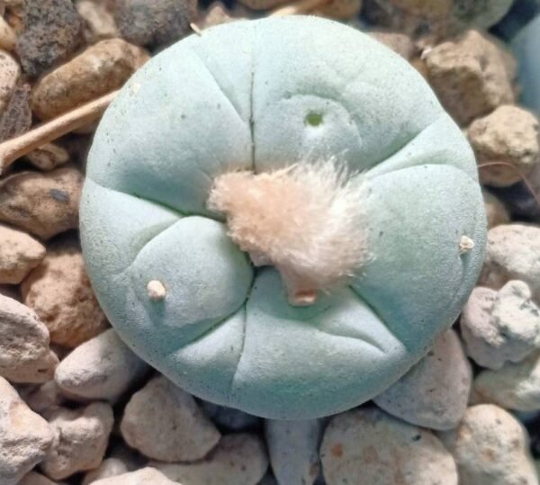 L. Fricii variety Super White