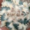 L. Fricii VM 680, SE of El Amparo, Coahuila