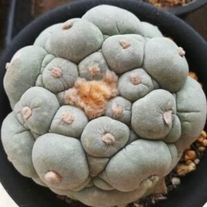 L.Fricii cv Ooibo