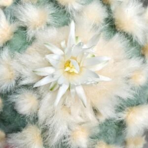 Lophophora Diffusa cv Koike