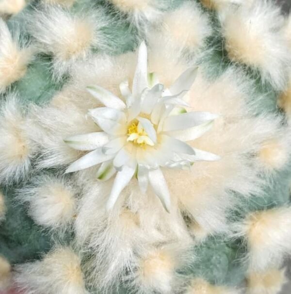 Lophophora Diffusa cv Koike