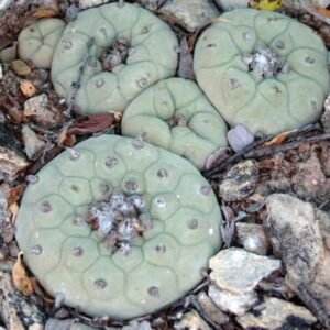 Lophophora Diffusa MMR 93 Mexicó : Queretaro variety Vizarron
