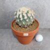 Lophophora diffusa v Koike (Peyote)