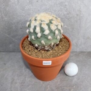 Lophophora diffusa v Koike (Peyote)