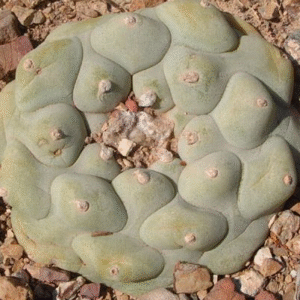 Lophophora Diffusa var. Rio Extorsas