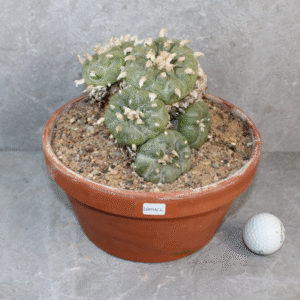Lophophora Diffusa (XLPeyote)