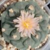 Lophophora Koehresii