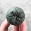 Lophophora koehresii 2.5-3.5cm (Peyote)