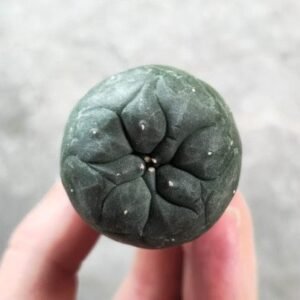 Lophophora koehresii 2.5-3.5cm (Peyote)