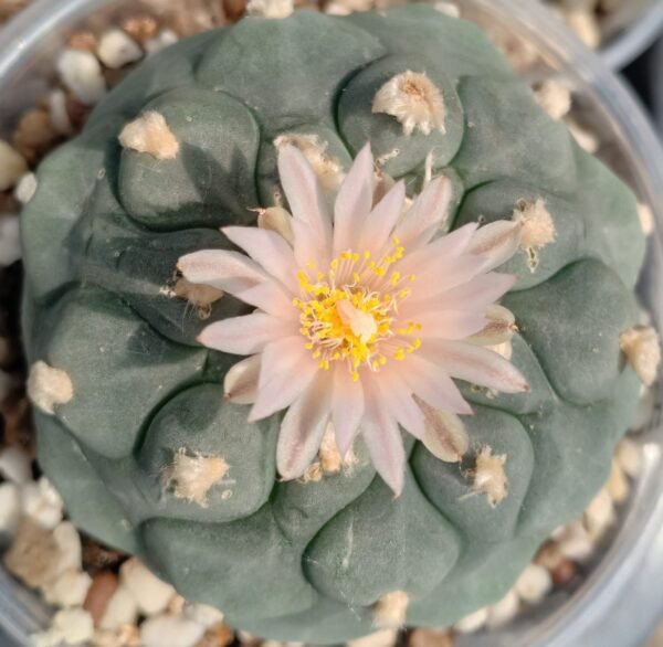 Lophophora Koehresii