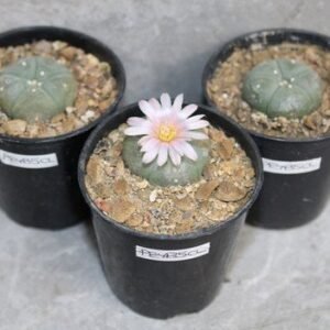 Lophophora williamsii bundle 2-3cm (Peyote)