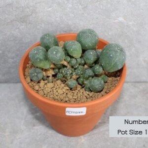 Lophophora williamsii Caespitosa - 12cm Pot Size (Peyote)