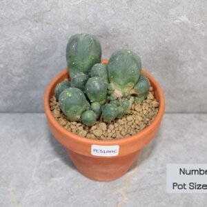Lophophora williamsii Caespitosa - 9cm Pot Size (Peyote)