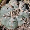 Lophophora Williamsii Coahuila variey La Casita