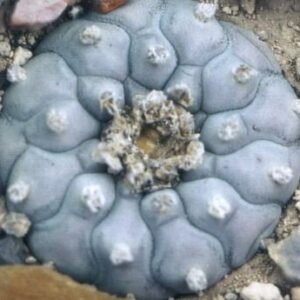 Lophophora williamsii Coahuila variey Parras Tanque Menchaca