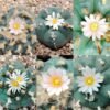 Lophophora Williamsii unknown mix seeds varieties