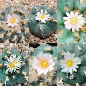 Lophophora Williamsii unknown mix seeds varieties