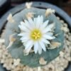Lophophora Williamsii variety Grandiflora