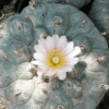 lophophora williamsii variety Jim Hogg county