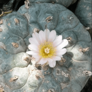 lophophora williamsii variety Jim Hogg county