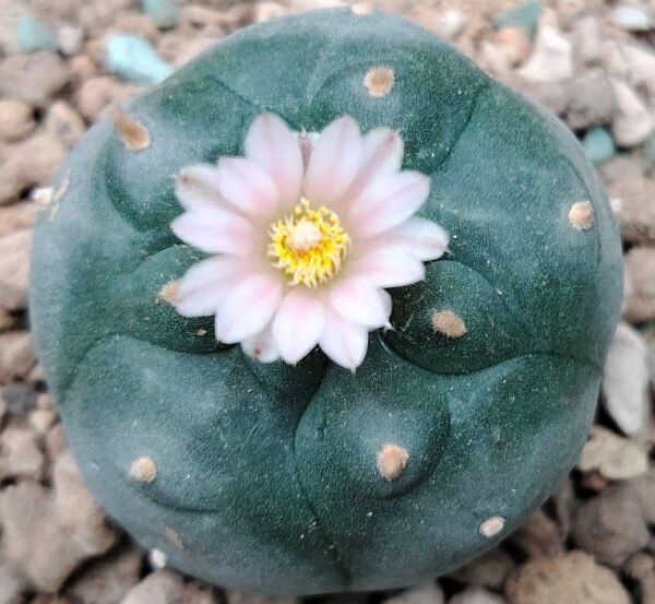 Lophophora Williamsii variety Mina Nuevo Leon