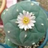Lophophora Williamsii variety Ogata