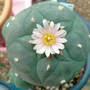 Lophophora Williamsii variety Ogata