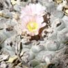 Lophophora Williamsii variety Real de Catorce